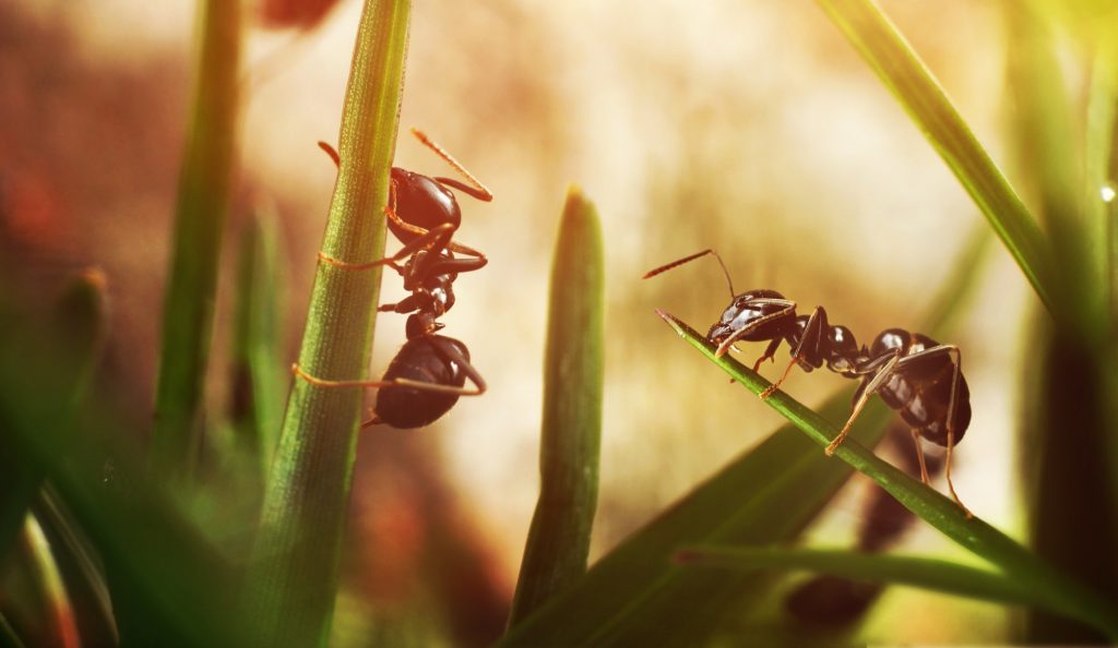 black ants invasion conquering garden PXUDQ3X e1566837158593