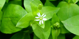 Common Weeds 1 chickweed
