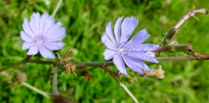 Common Weeds 5 chicory