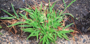 Common Weeds 2 crab grass