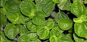 Common Weeds 6 creeping.charlie