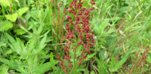 Common Weeds 4 curly.dock