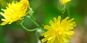 Common Weeds 7 hawkweed