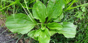 Common Weeds 3 plantain