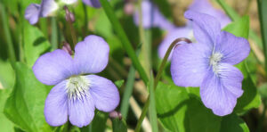 Common Weeds 8 violet